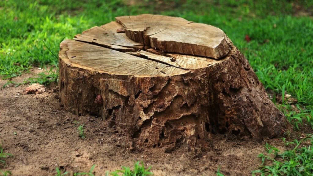 Stump removal services