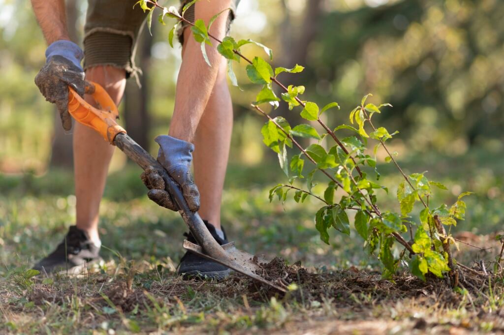 tree removal services near me