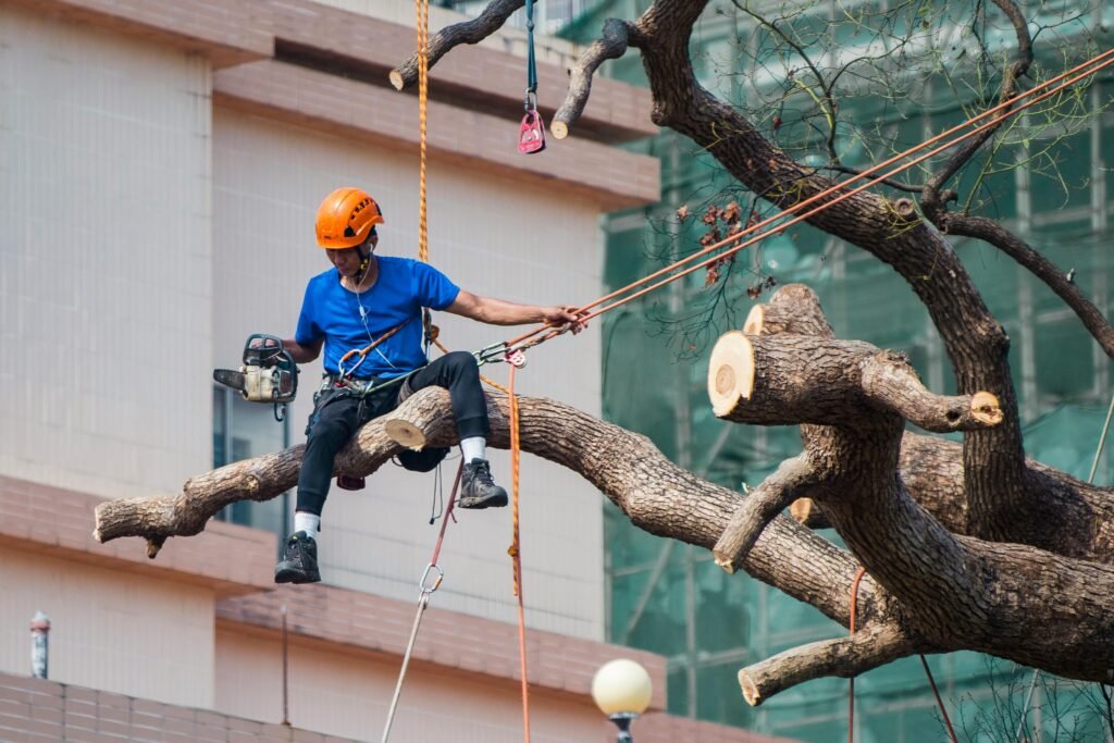 tree cutting services near me port ludlow