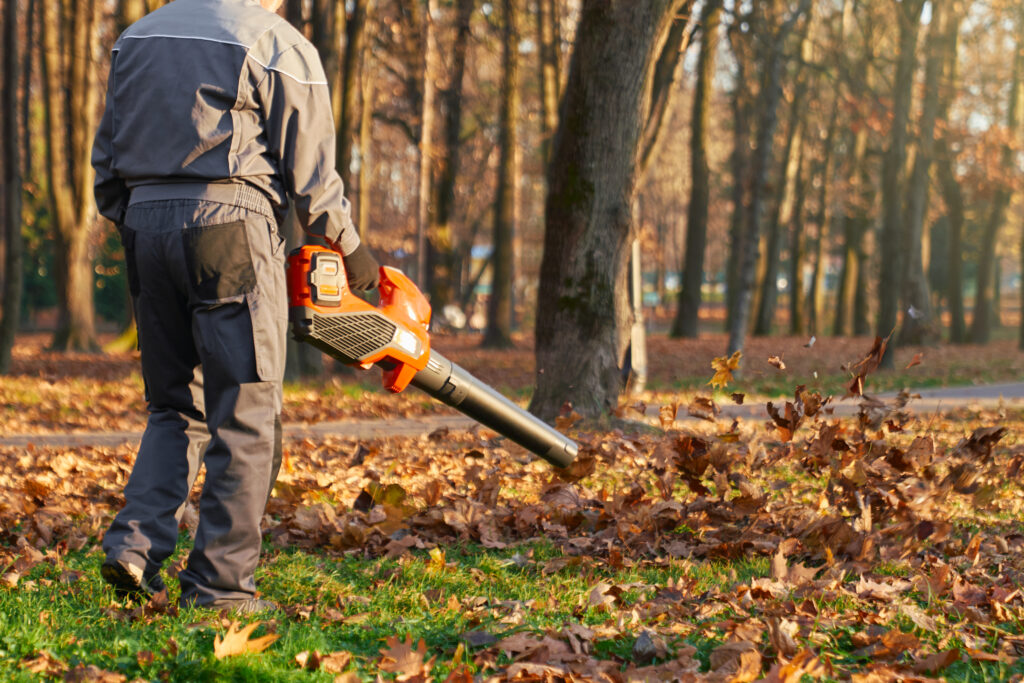 affordable tree services