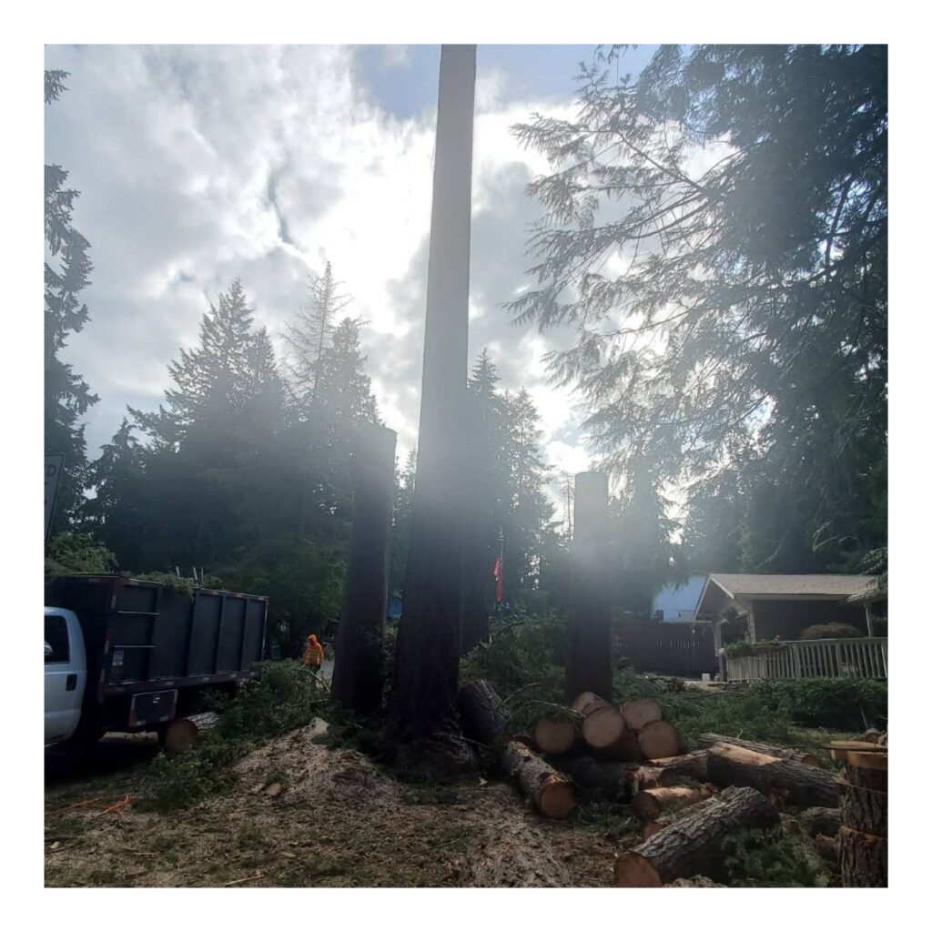 tree service gig harbor by pablo tree services