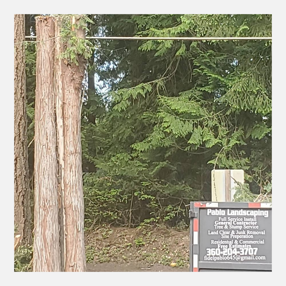 Biggest tree service in kitsap county