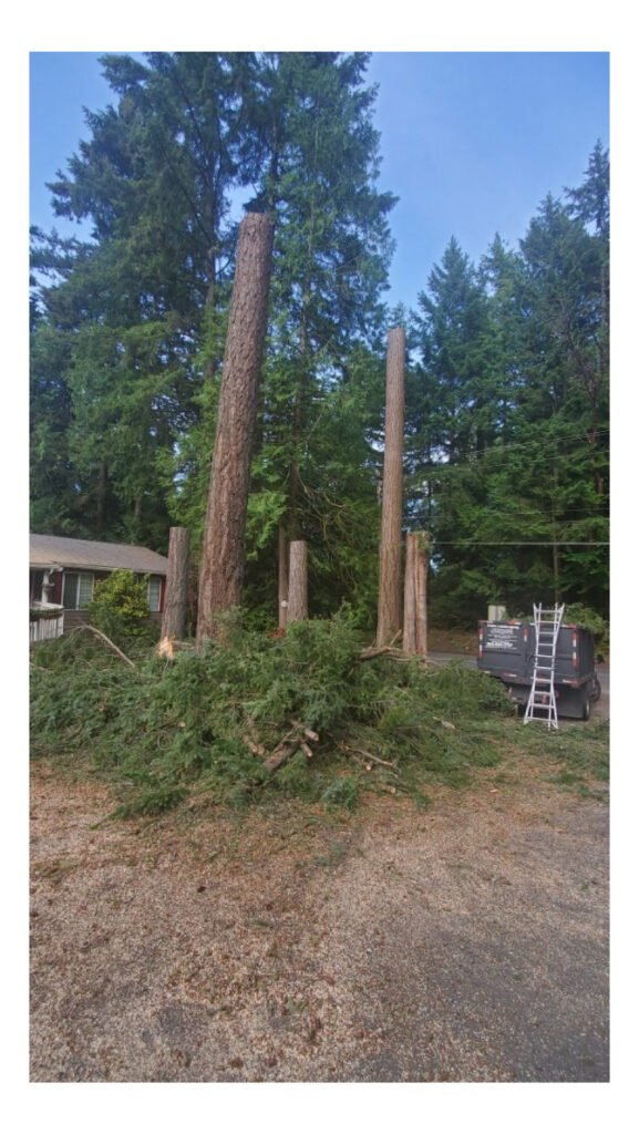 local tree service near me in bremerton wa