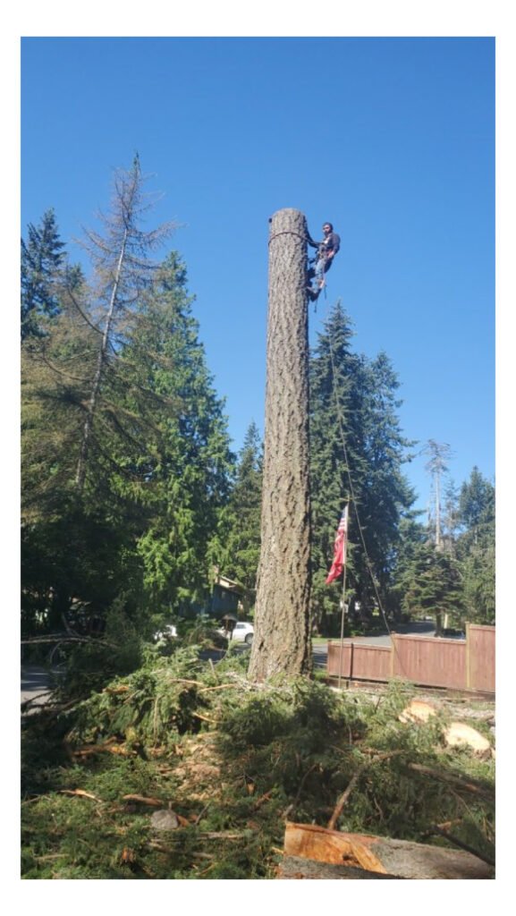 tree cutting services near me in tacoma